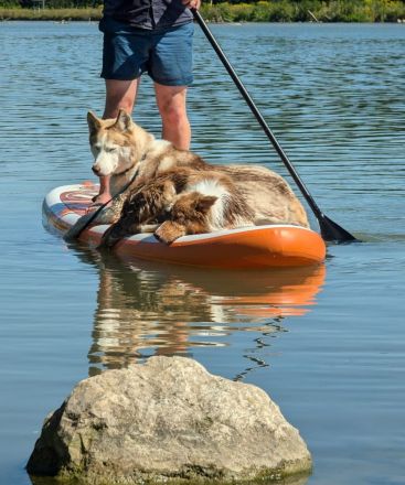 Border Collie Deckrüde