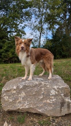 Border Collie Deckrüde