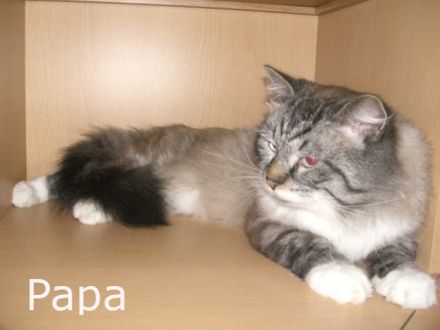 Sibirische Katze (Deckkater)