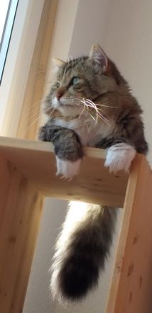 Sibirische Katze (Deckkater)