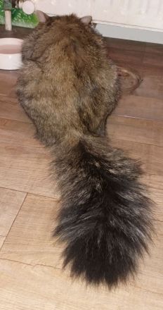 Sibirische Katze (Deckkater)