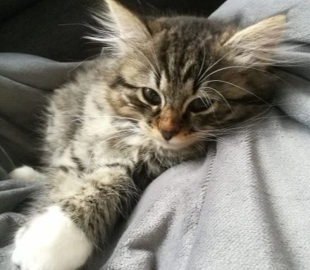 Sibirische Katze (Deckkater)