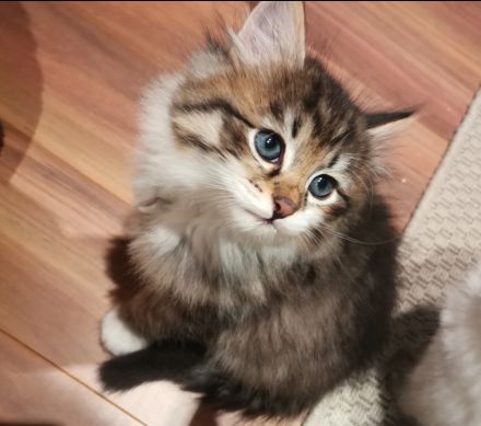 Sibirische Katze (Deckkater)