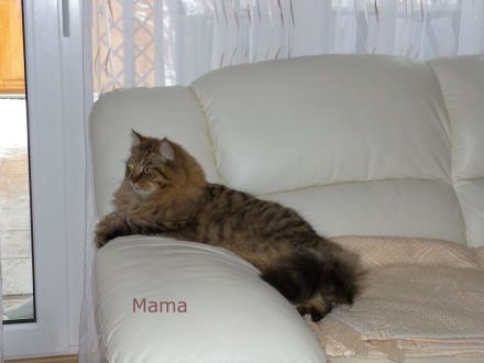 Sibirische Katze (Deckkater)