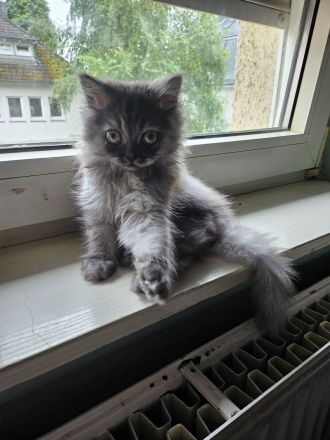 Wunderschöne BKH Kitten