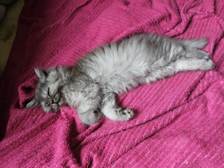 Wunderschöne BKH Kitten