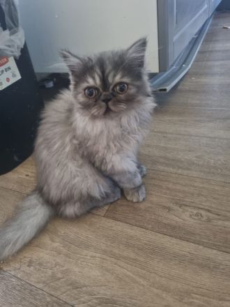 Wunderschöne BKH Kitten