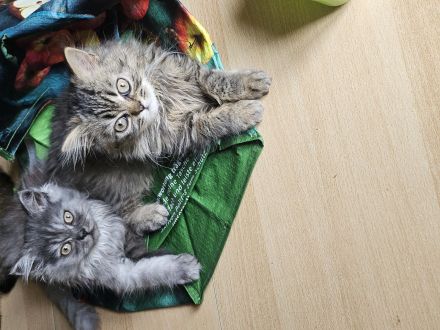 Wunderschöne BKH Kitten