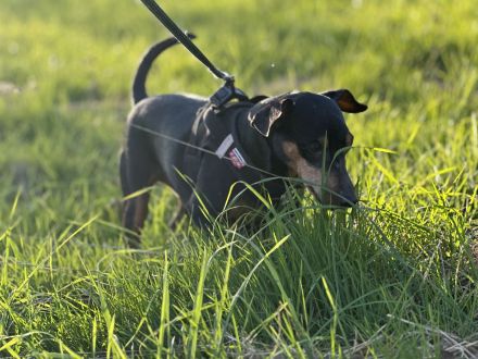 Zwergpinscher mit Charakter sucht erfahrenes Zuhause
