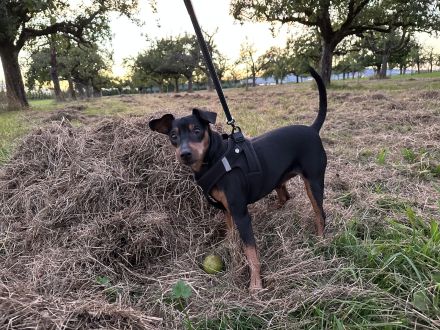 Zwergpinscher mit Charakter sucht erfahrenes Zuhause