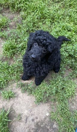 Süße Zwergpudelwelpen