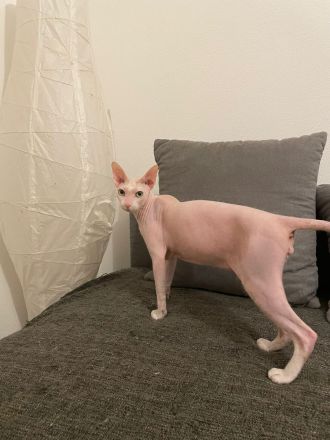 Süsser verschmuster Sphynx Kater