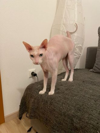 Süsser verschmuster Sphynx Kater