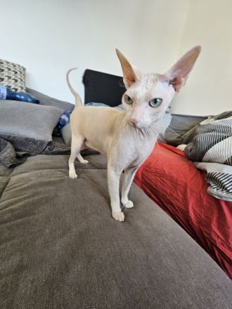 Süsser verschmuster Sphynx Kater