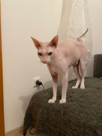 Süsser verschmuster Sphynx Kater