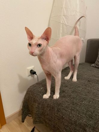 Süsser verschmuster Sphynx Kater