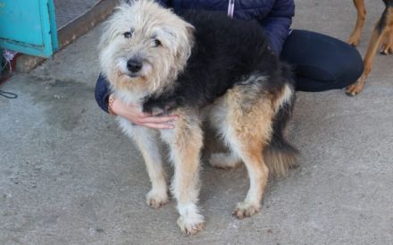 Liebenswerter Strubbel sucht ein einfühlsames Zuhause