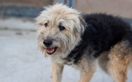 Liebenswerter Strubbel sucht ein einfühlsames Zuhause