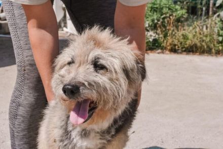 Liebenswerter Strubbel sucht ein einfühlsames Zuhause