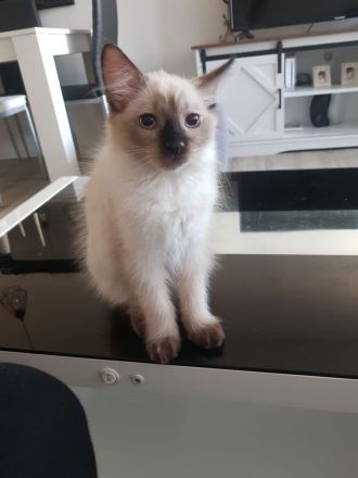 Ragdoll Kitten