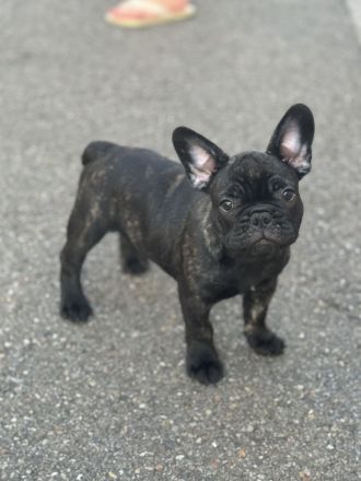 Französische Bulldogge Welpen