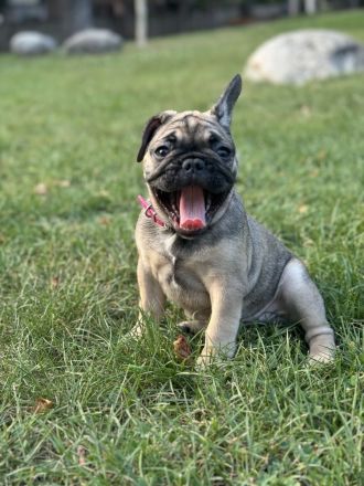 Französische Bulldogge Welpen