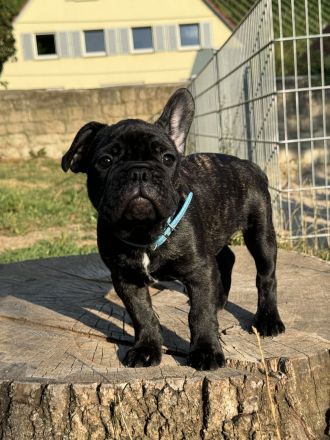 Französische Bulldogge Welpen
