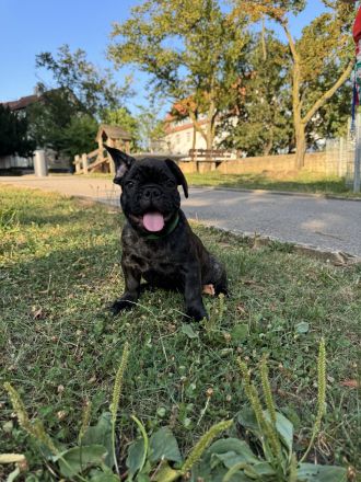Französische Bulldogge Welpen