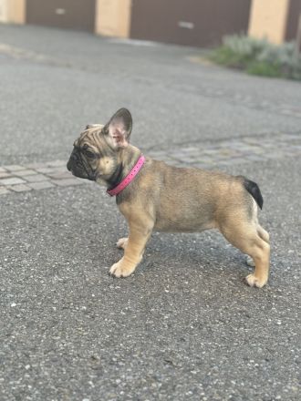 Französische Bulldogge Welpen