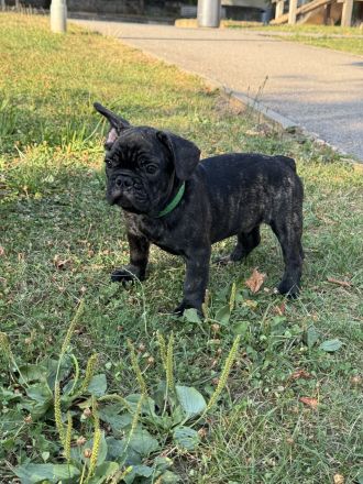 Französische Bulldogge Welpen