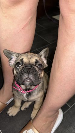 Französische Bulldogge Welpen