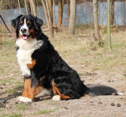 Paule, Berner Sennenhund, geb. 2022, sucht hundeerfahrene, geduldige Besitzer