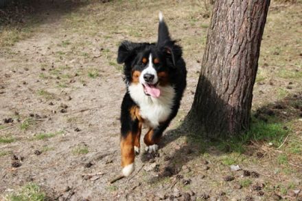Paule, Berner Sennenhund, geb. 2022, sucht hundeerfahrene, geduldige Besitzer