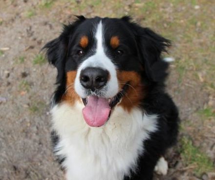 Paule, Berner Sennenhund, geb. 2022, sucht hundeerfahrene, geduldige Besitzer