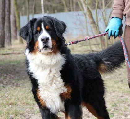 Paule, Berner Sennenhund, geb. 2022, sucht hundeerfahrene, geduldige Besitzer