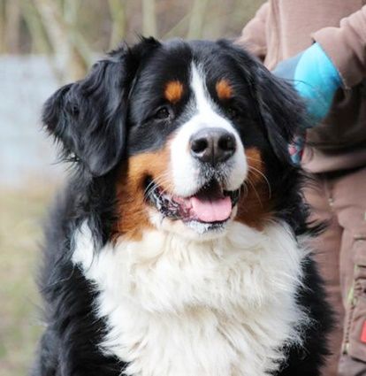 Paule, Berner Sennenhund, geb. 2022, sucht hundeerfahrene, geduldige Besitzer