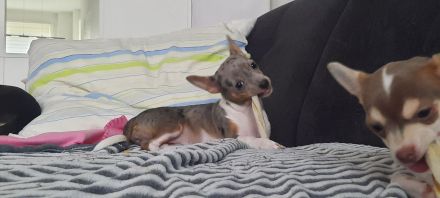 Chihuahua-Welpen suchen ein neues Zuhause