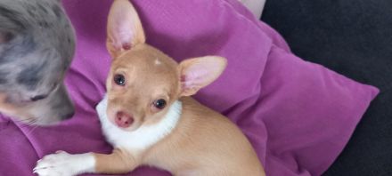 Chihuahua-Welpen suchen ein neues Zuhause
