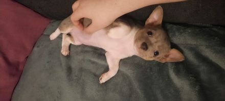 Chihuahua-Welpen suchen ein neues Zuhause
