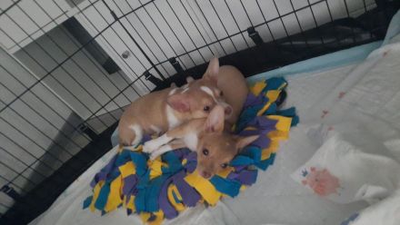 Chihuahua-Welpen suchen ein neues Zuhause