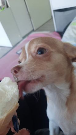 Chihuahua-Welpen suchen ein neues Zuhause