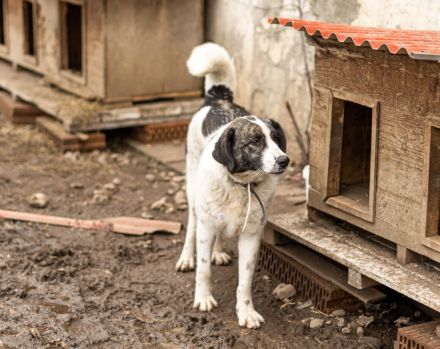 verschmuste CHARLINE wünscht sich eine Familie