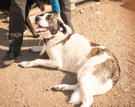 verschmuste CHARLINE wünscht sich eine Familie