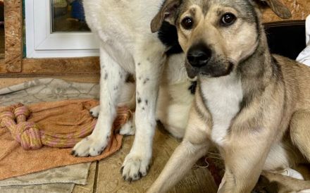 Starkes Frauchen für Milo gesucht