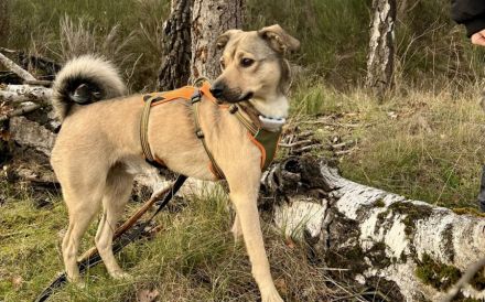 Starkes Frauchen für Milo gesucht