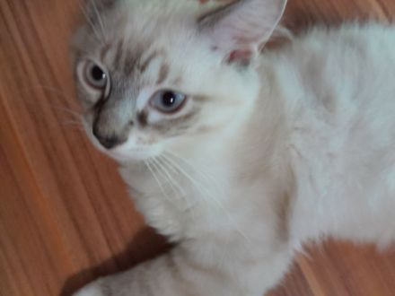 Sibirische Neva Masquarade Kitten Waldkatze Babys