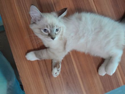 Sibirische Neva Masquarade Kitten Waldkatze Babys