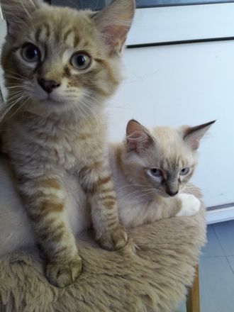 Sibirische Neva Masquarade Kitten Waldkatze Babys