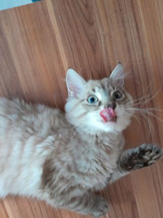 Sibirische Neva Masquarade Kitten Waldkatze Babys