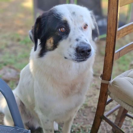 Jungdhund Orestes / männlich / derzeit in Griechenland